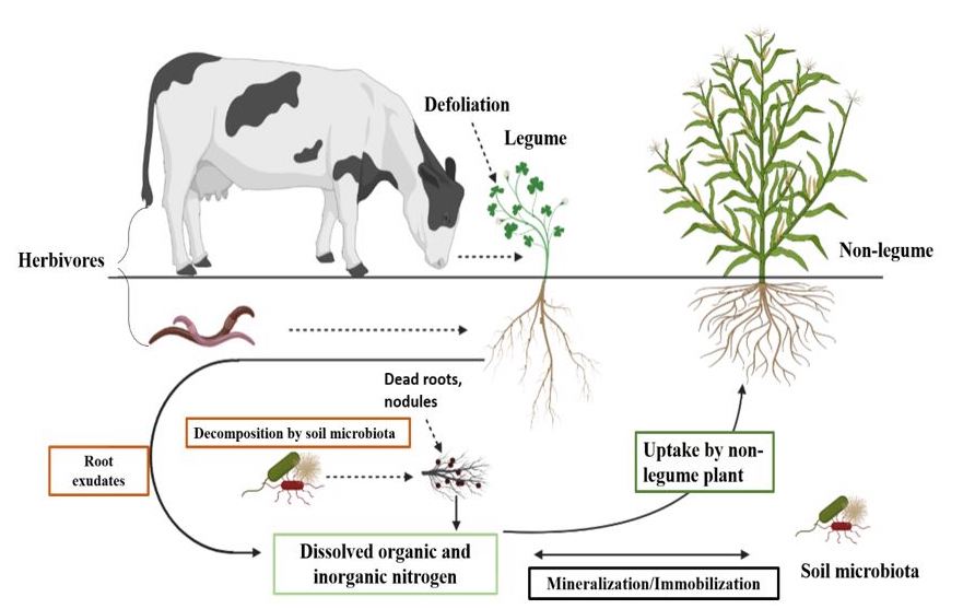 Belowground nitrogen transfer - Plant-Microbe Lab